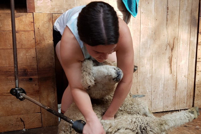 Students of the BOP Futures Academy - Farming Shearing Training